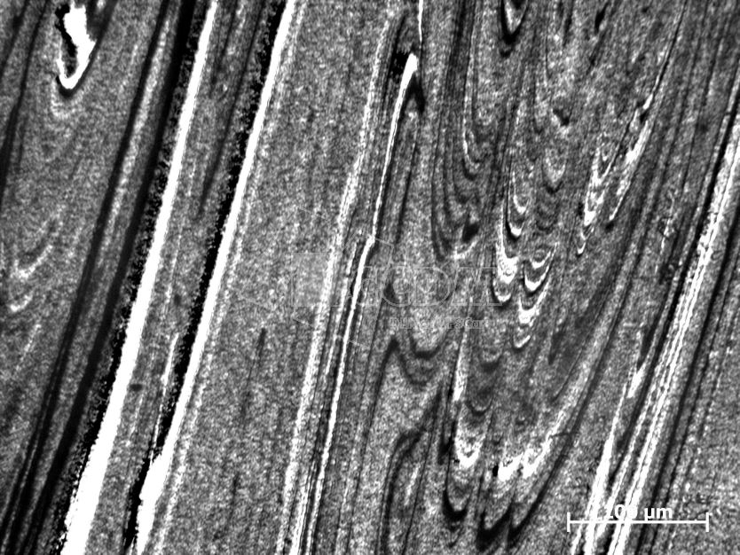 microscopia_otica_01